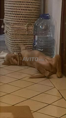 Labrador pure race - 2