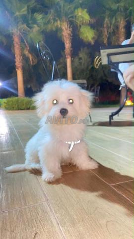 Bichon maltais - 2