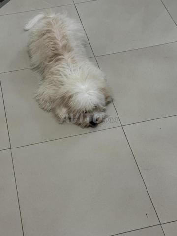 Bichon maltais - 2