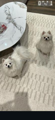 Couple spitz pom 2 ans - 2