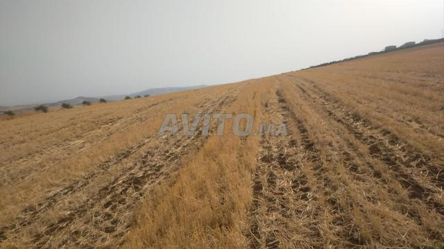 Terrain agricole enregistré 16 hectares - 2