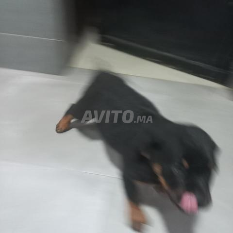 MAGNIFIQUE CHIOT MALE ROTTWEILLER A VENDRE