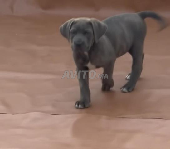 chiots canicorsso - 2