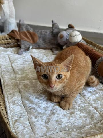 Un chaton hyper gentil vacciné à adopter - 2