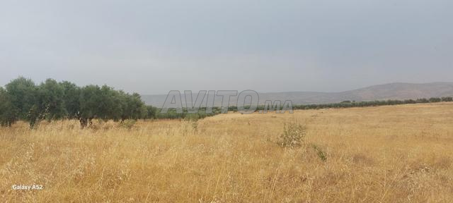 10 ha titrés à vendre - 2