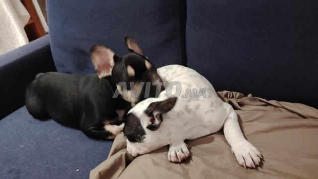 2 mâles bulldog français - 2