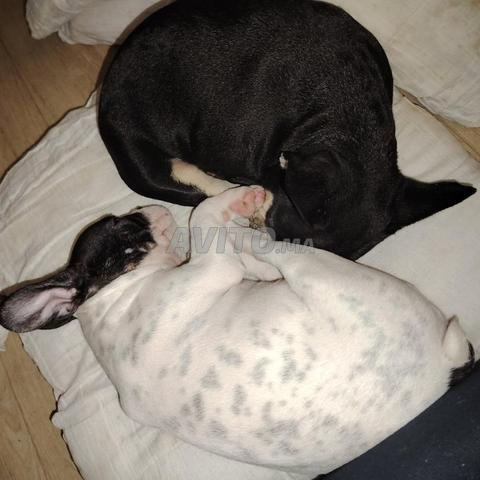 Bouledogue français - 2