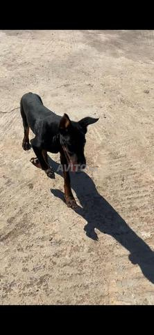 Chiot Doberman mâle - 2