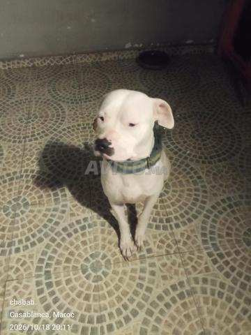 Dogue Argentin (7 mois) - 2