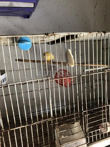 Canaris et cages - 2