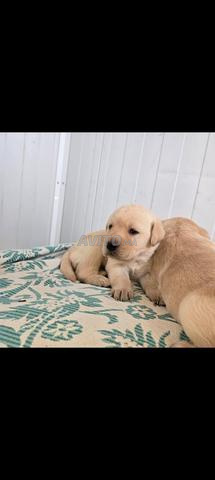 chiots labradors - 2