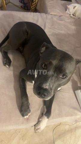 hébergement temporaire pour mon chien - 2