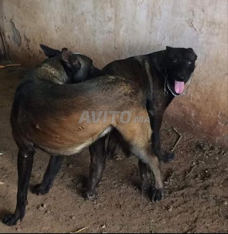 Super chiots malinois charboni - 2