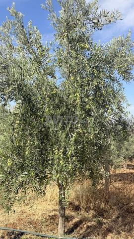 Olive de récolte 350 arbres Olivier disponible - 2