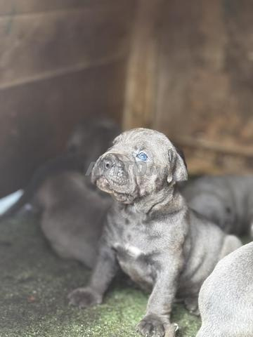 Les chiots de Cane Corso gris