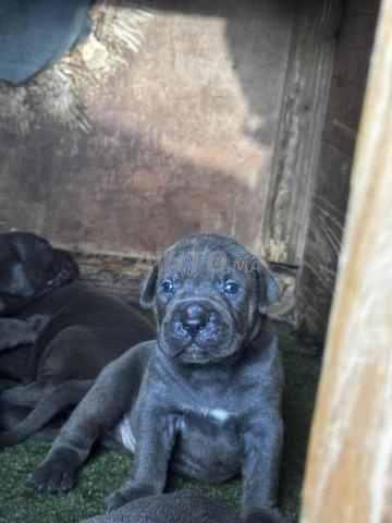 Les chiots de Cane Corso gris - 2