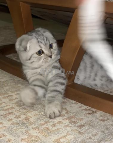 Scottish fold 3 mois - 2