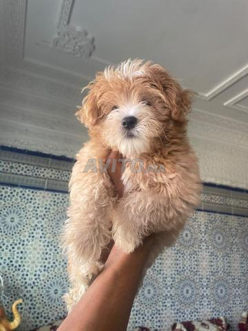 Superbe chiot Morkie mâle caramel de 2 mois