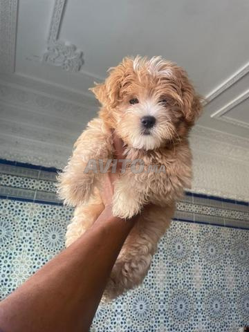 Superbe chiot Morkie mâle caramel de 2 mois - 2