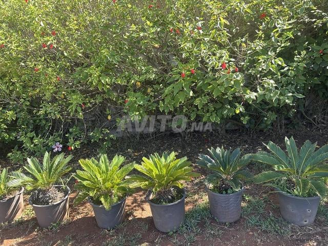 Vente cycas