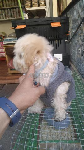 Caniche Bichon Maltais 2 mois avec carnet de vaccination - 2