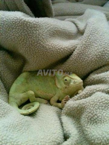 Caméléon casqué à vendre - 2