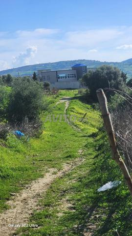 Terrain 1000 m2 titre à Hasana Wadalian - 2