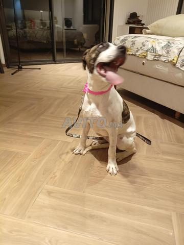 Femelle chien à vendre - 2