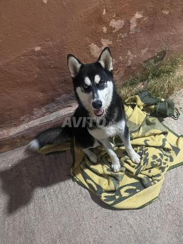 Husky sibérien - 2
