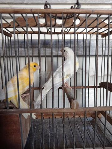 Couple de canaris, bienvenue aux intéressés - 2