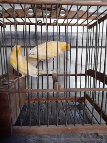 Femelles canaris, bienvenue aux intéressés - 2