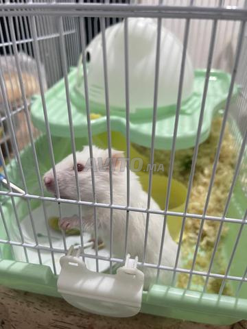 Hamster mâle - 2