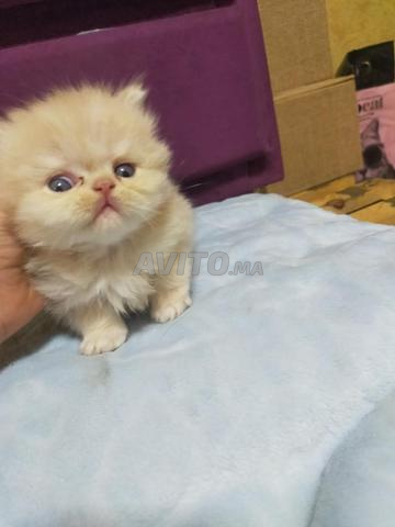 قطط شيرازي كلاسيك