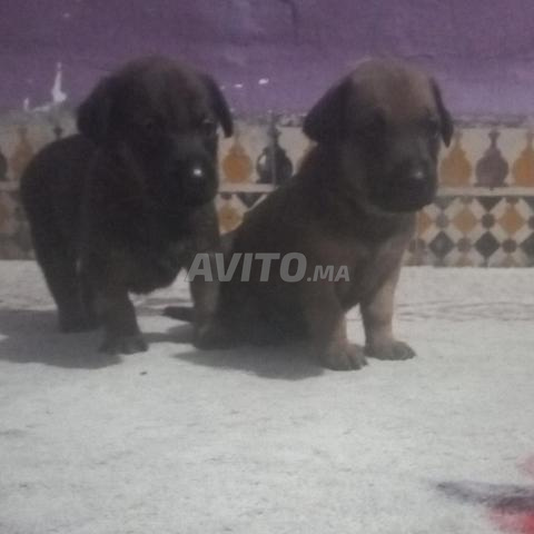 Bébés chiots Maliweenie - 2