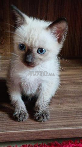 Chaton à adopter ❤️❗️❗️❗️ - 2