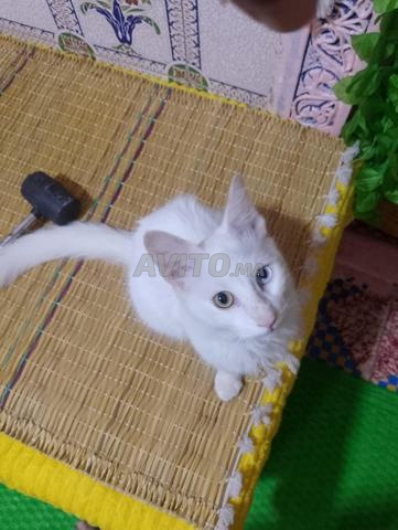 أنثى قطة من إنجورا