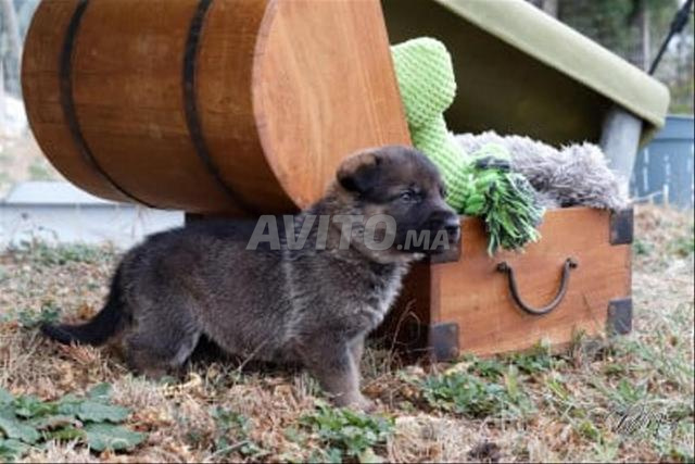 Bébé chien Berger Allemand Griz - 2