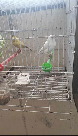 Beau canari blanc à vendre, 7 mois - 2