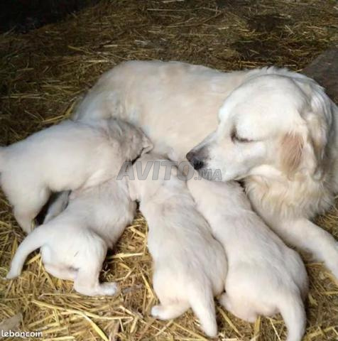 Chiots golden retriever