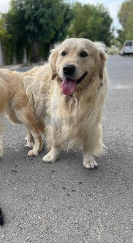 Chiots golden retriever