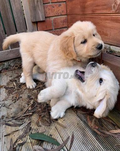 Chiots golden retriever