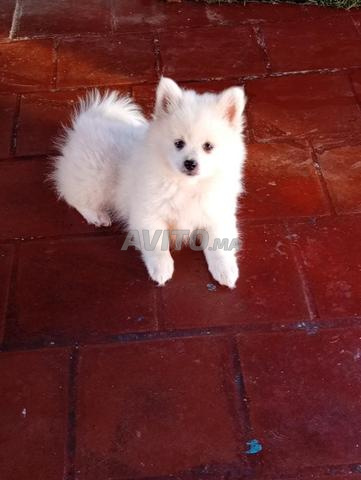 chiot spitz nain - 2
