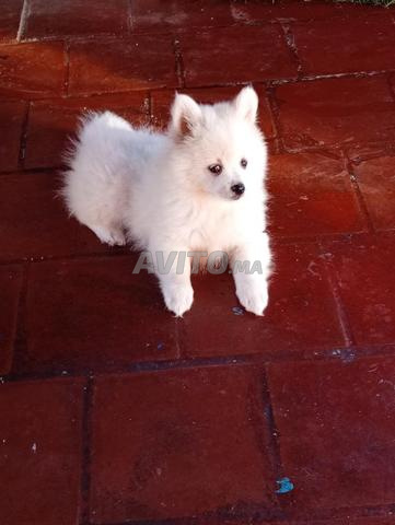 chiot spitz nain - 2
