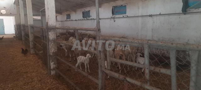 مزرعة سند ملكية للبيع بسعر 145 مليون تيفلت - 2