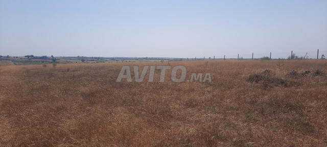 Terrain agricole de 2 hectares à vendre, prix 125 millions, Tiflet - 2
