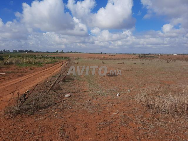 Terrain agricole de 4 hectares bien entretenu à vendre dans la ville de Tifelt - 2