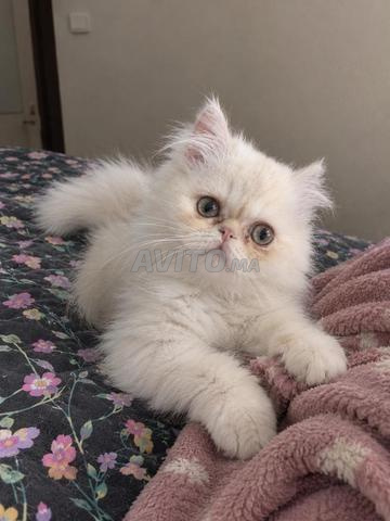 chat persan - 2