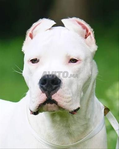 Chiot femelle Dogo Argentino - 2