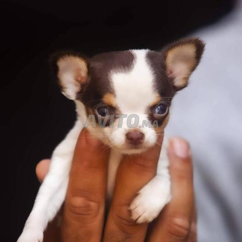 Chiot chihuahua mâle - 2