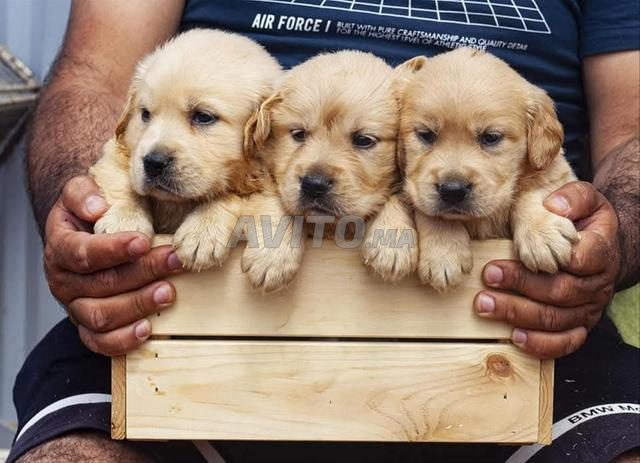 Chiot Golden Retriever - 2